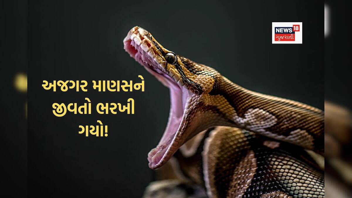 ગામવાસીઓએ અજગરને વચ્ચેથી કાપ્યું, અંદરથી એવી વસ્તુ નીકળી કે જોઈને લોકો ...