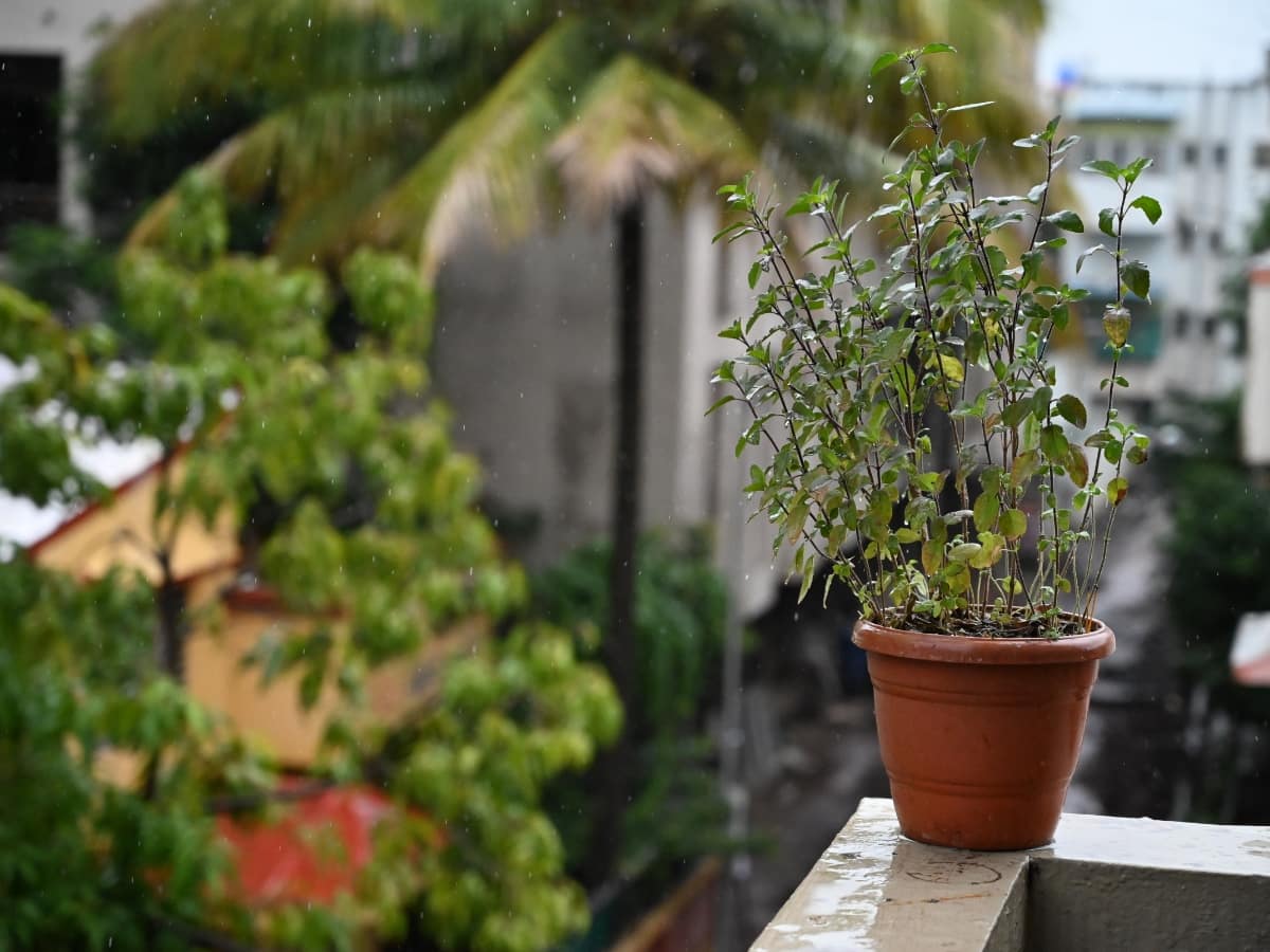 Vastu Tips Of Tulsi: ઘરમાં ભૂલથી પણ આ જગ્યાએ ન લગાવો તુલસીનો છોડ, થઈ જશો કંગાળ - Vastu Tips Of Tulsi: Do not plant a Tulsi plant in this place in the