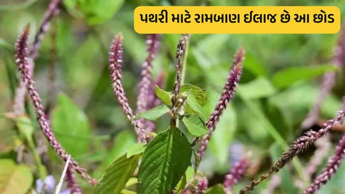 પથ્થરવેલનો પણ બાપ છે વગડામાં જોવા મળતો આ છોડ, 25mmની પથરી હશે તો પણ ...