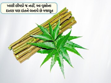 Not only the empty lemon, the donation of these trees also makes the teeth strong, the benefits will be annoyed.  