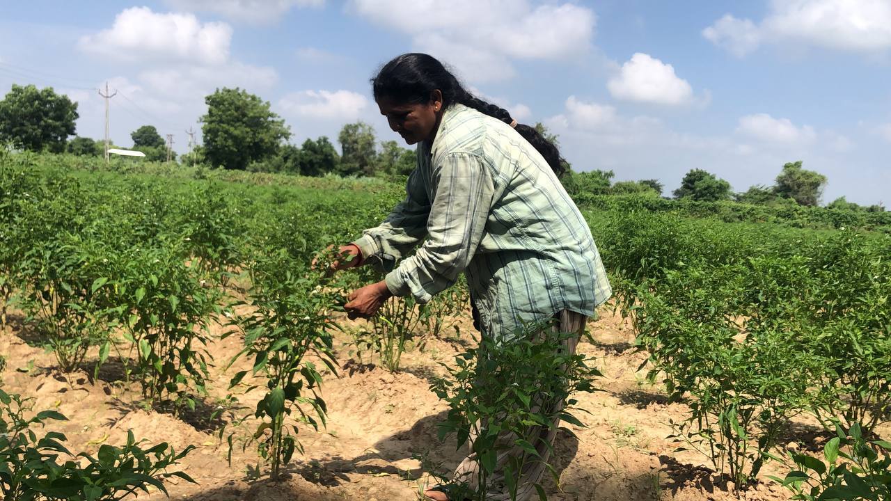 Unjha Farmer couple earns lakhs by cultivating Green chillies