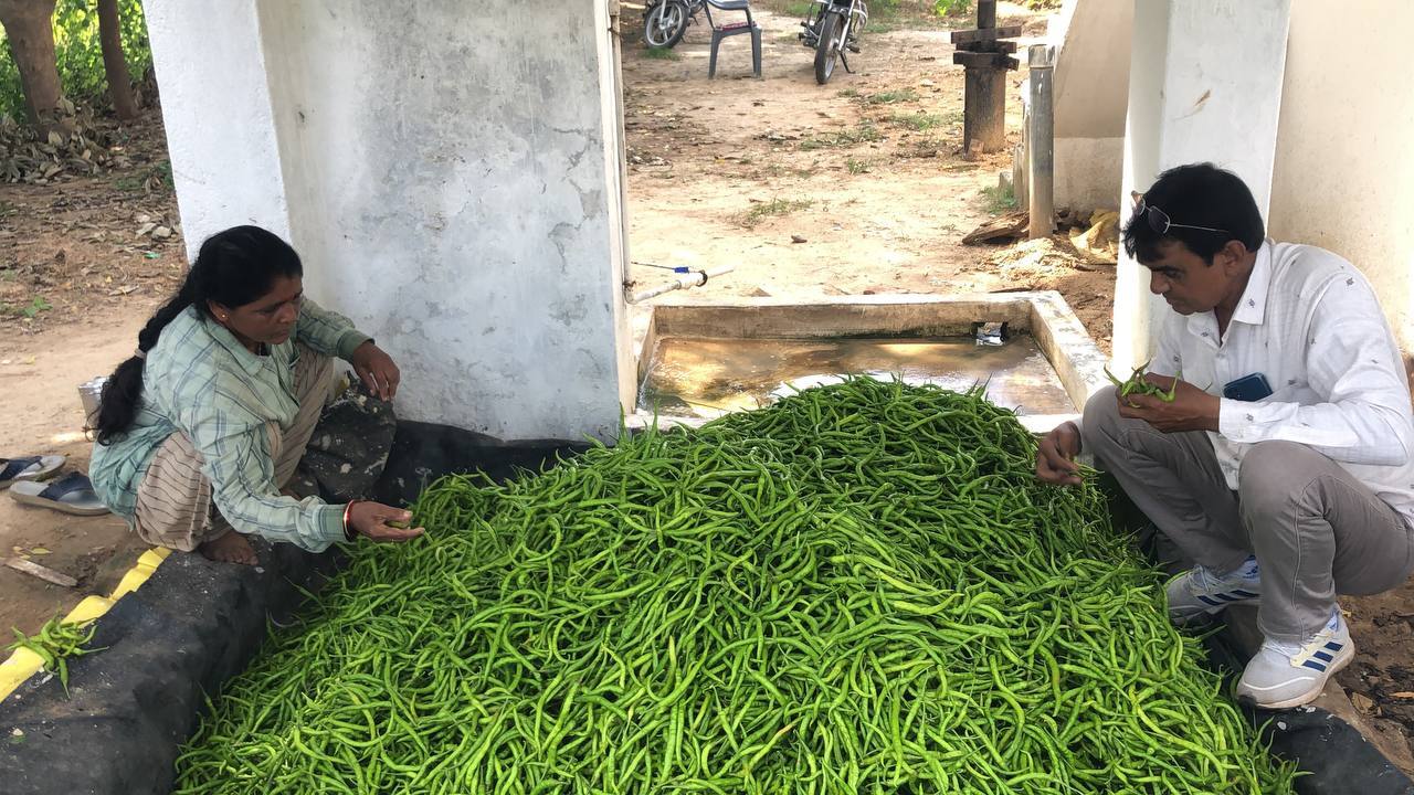 Unjha Farmer couple earns lakhs by cultivating Green chillies