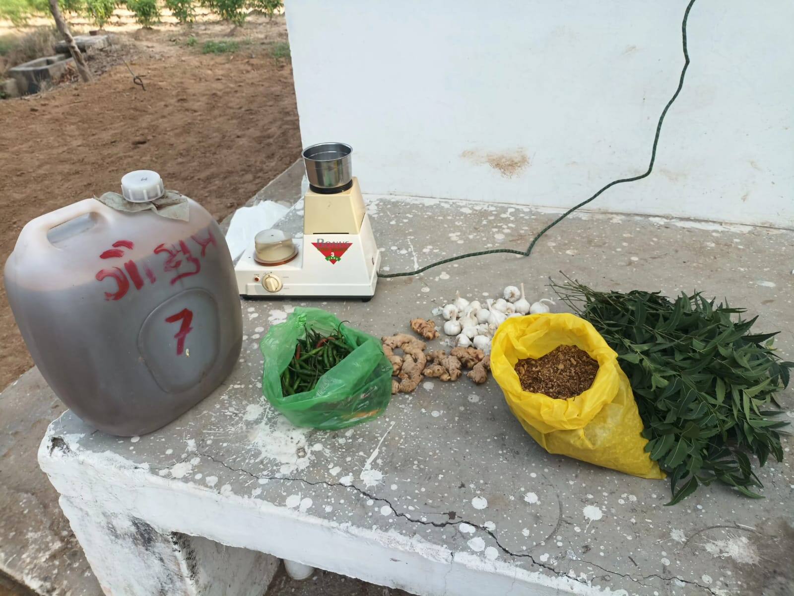 Unjha Farmer couple earns lakhs by cultivating Green chillies