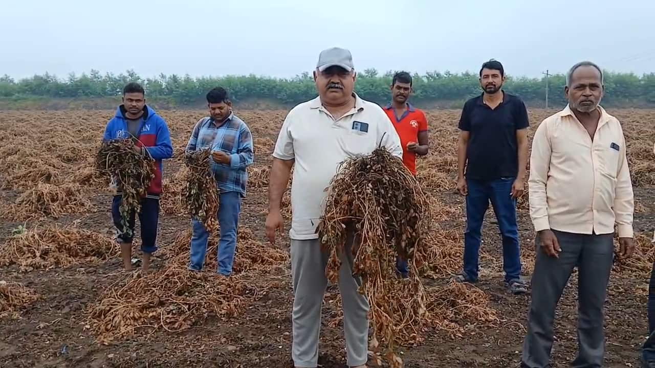 જામનગર જિલ્લામાં વરસાદથી પાક નિષ્ફળ - Crops fail due to rain in ...