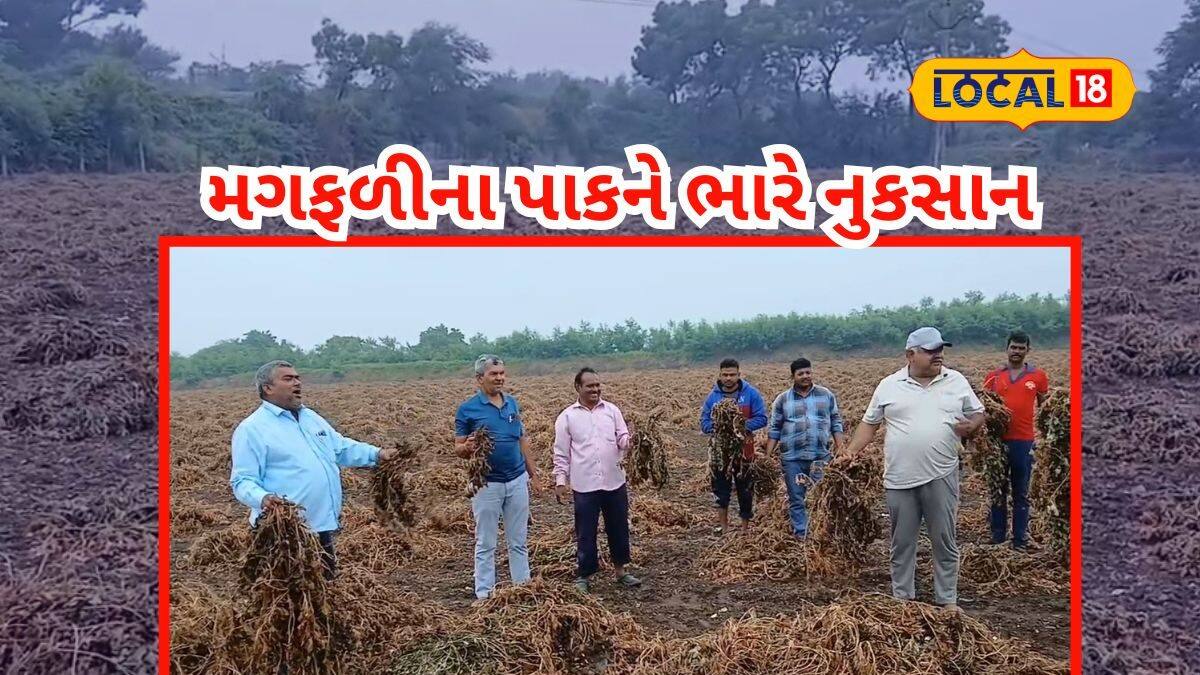 જામનગર જિલ્લામાં વરસાદથી પાક નિષ્ફળ - Crops fail due to rain in ...