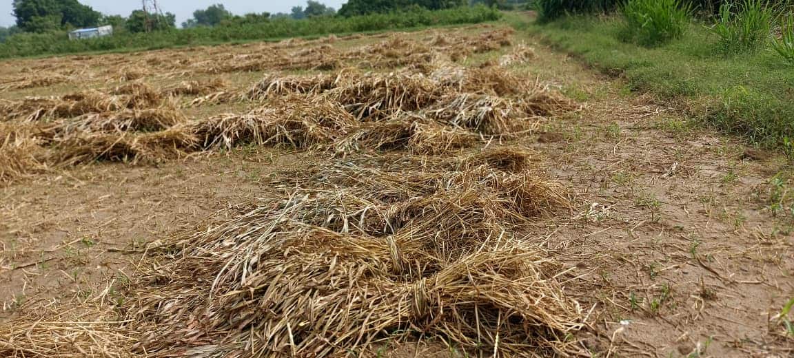 mahesana kheti1 2025 10 d5af564deaf4b3cb7dab556075008564