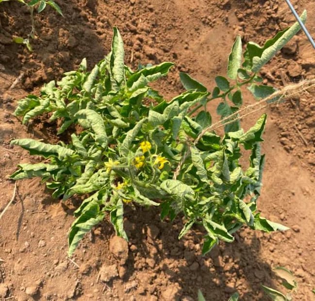 Rot disease in tomato, onion and garlic Rot disease in tomato, onion and garlic