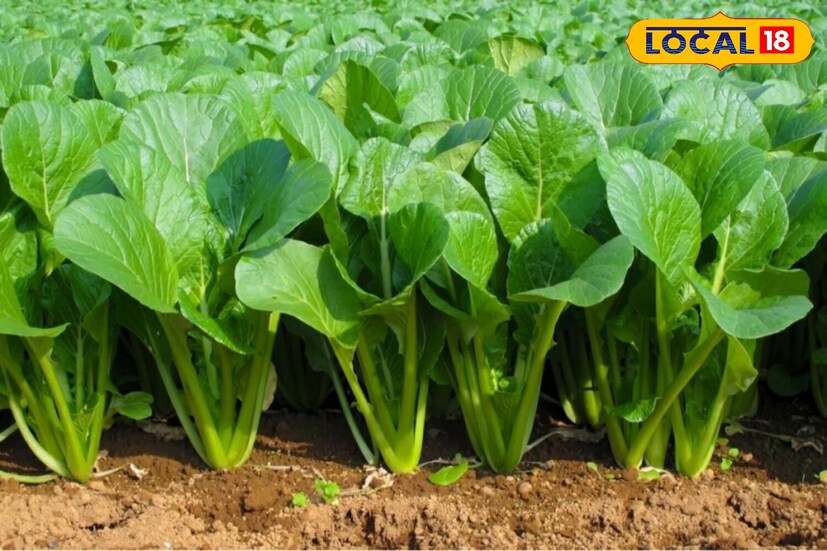  Earning lakhs from organic vegetable farming