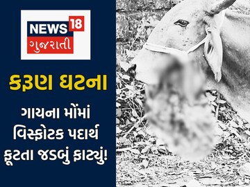 ગૌપ્રેમીઓમાં આક્રોશ