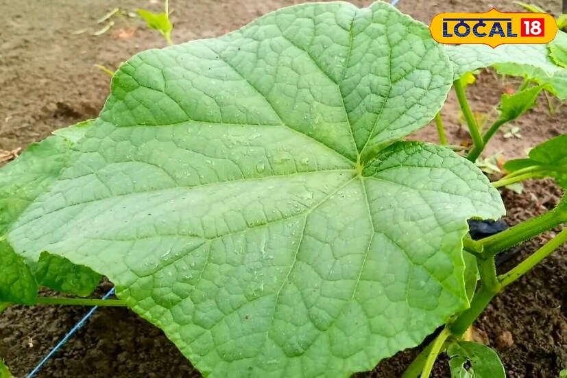 The best way to grow cucumbers