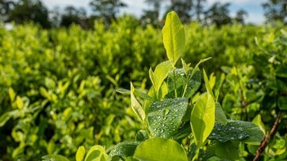 કોકેઈન પ્લાન્ટ