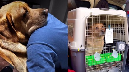 પ્રેમ આને કહેવાય! પ્રેમ આને કહેવાય!