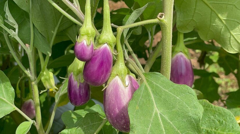 Youth finds success in brinjal cultivation