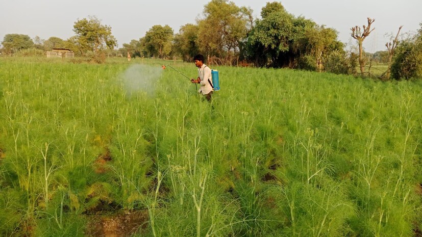 black caterpillar infestation in fennel crop