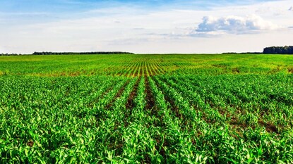 રવિ પાકનું કુલ વાવેતર 49,16,570 હેક્ટર વિસ્તારમાં થયું છે.