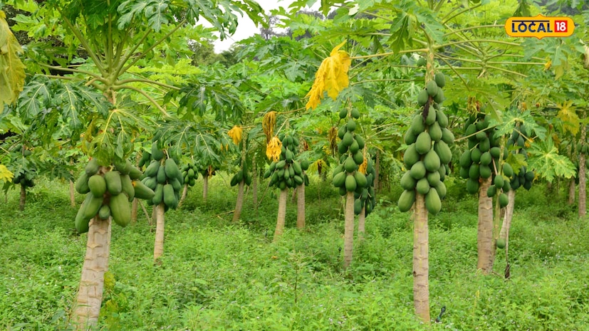 Earn more than 12 lakhs per year from 3 acres of land If this farmer can do it you can too brothers let learn