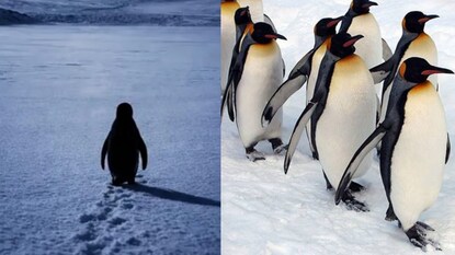 Nihilist Penguin meme Nihilist Penguin meme