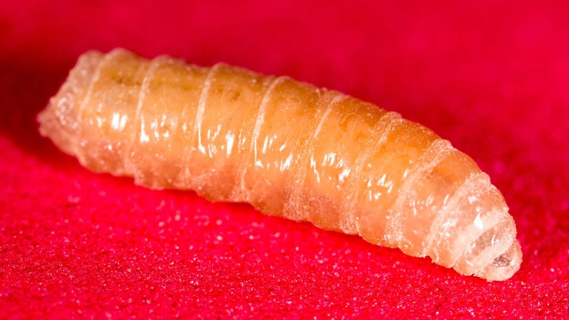  આ કૃમિ ખુલ્લા ઘા, નાક, મોં અથવા પ્રાણીઓ અથવા મનુષ્યોના અન્ય ભેજવાળા વિસ્તારોમાં ઇંડા મૂકે છે. આ ઇંડામાંથી નીકળતા લાર્વા માંસ ખાય છે. ગાય, ભેંસ, ઘોડા અને ડુક્કર સૌથી વધુ જોખમમાં છે. જો કે, કૂતરા, બિલાડી અને માણસો પણ તેનાથી પ્રભાવિત થઈ શકે છે. જો તાત્કાલિક સારવાર ન કરવામાં આવે તો, આ ચેપ જીવલેણ બની શકે છે.