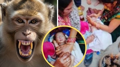 વાંદરો બાળકી છીનવીને ભાગ્યો વાંદરો બાળકી છીનવીને ભાગ્યો