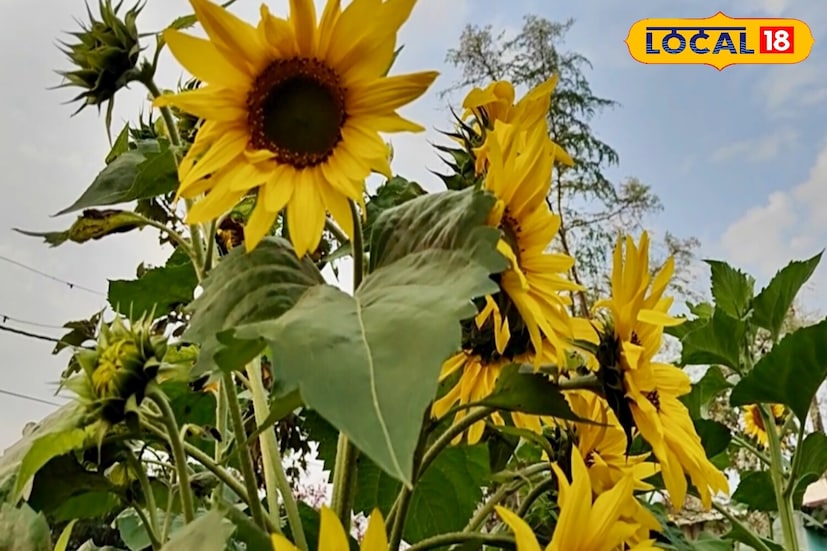 How to cultivate sunflowers