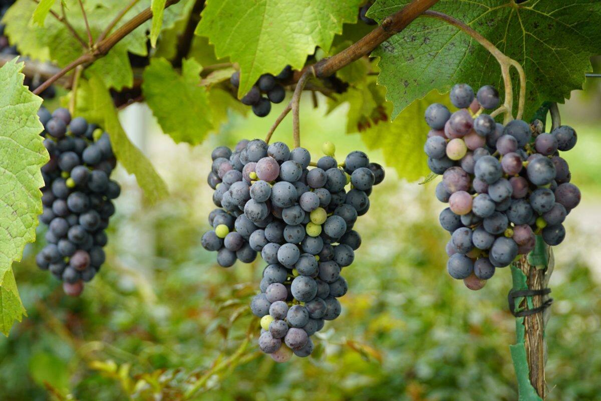 Grapes Cleaning Tips: શું દ્રાક્ષને ખાલી પાણીથી ધોઈએ તો ચાલે? ખાતા પહેલા જાણી લો સાફ કરવાની યોગ્ય રીત