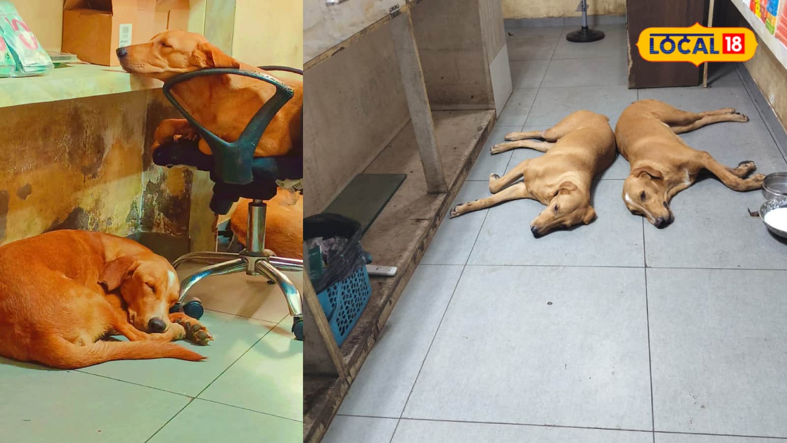 dog service that keeps humanity alive the inspiring story of nileshbhai from rajkot