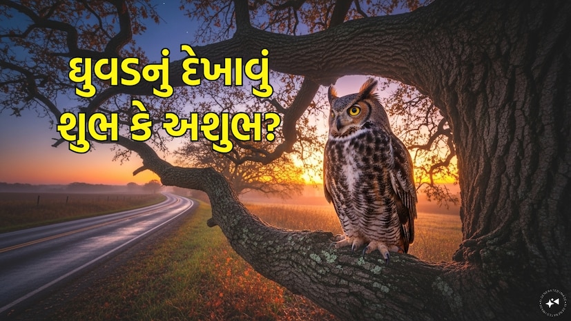 શનિવારની સવાર હોય કે સાંજ, જો તમને અચાનક રસ્તા પર ઘુવડ દેખાય, તો લોકો ઘણીવાર થોભી જાય છે. ત્યારે મનમાં સવાલ ઊભો થાય છે, 