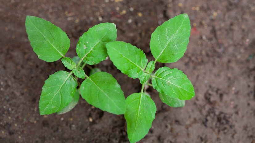 Tulsi water benefits for skinPimples and Dark Spots Know Its Amazing Skin Benefits