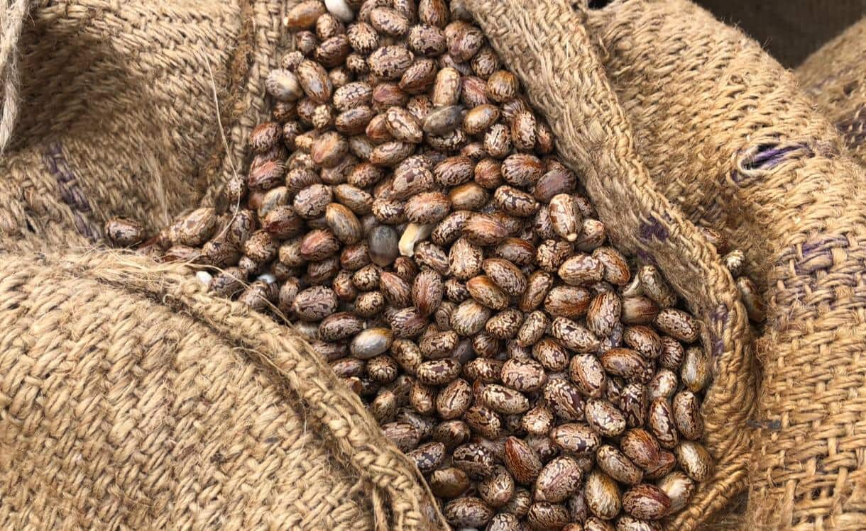 today the income of raida increased in mehsana market yard high price of 1311 was quoted