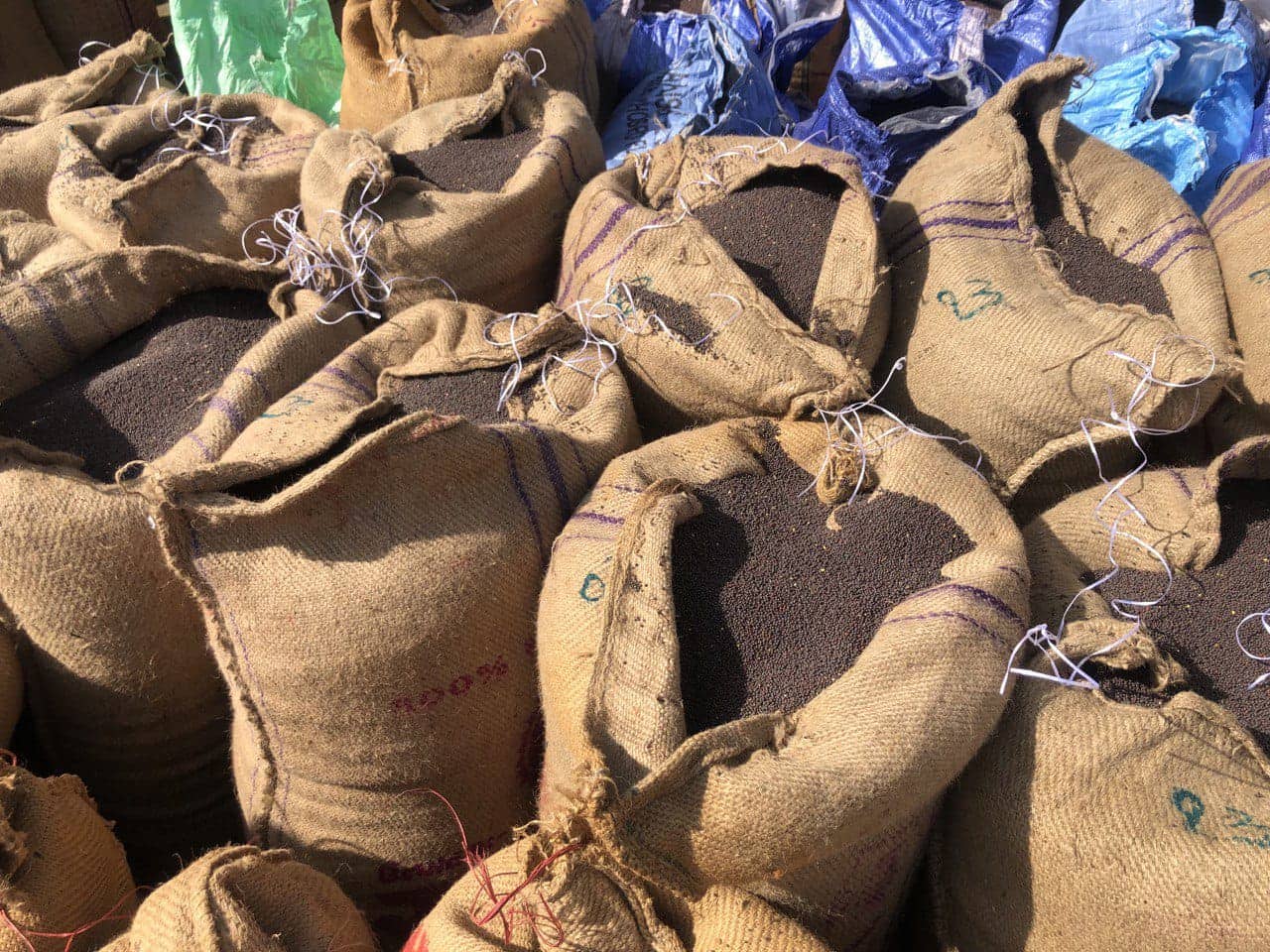 today the income of raida increased in mehsana market yard high price of 1311 was quoted 