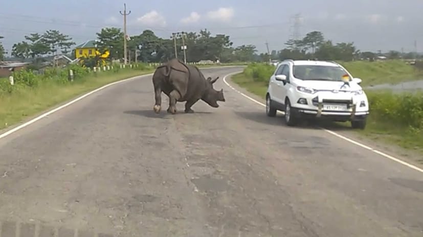wow This system is amazing it will send an alert as soon as animals come on the highway accidents will be reduced