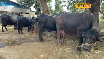 બબેસીયોસીસ