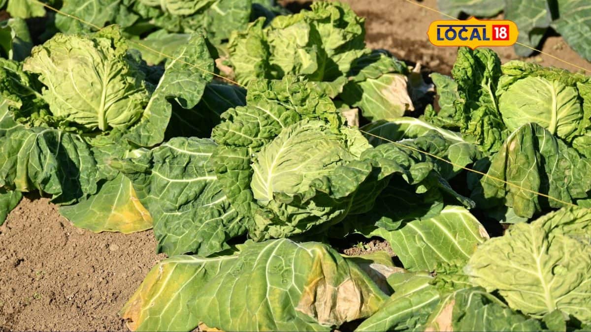 કોબીના ખેતીમાં જીવાતનો હુમલો - Pest attack in cabbage cultivation ...