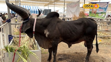 કાંકરેજ