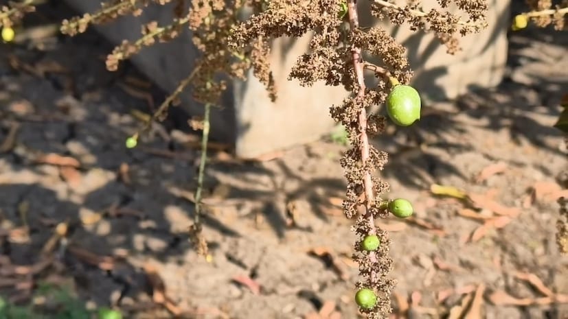  વધુમાં ખેડૂતે ઉમેર્યું કે, 10માં મહિનાથી હાલ ફેબ્રુઆરી સુધીમાં આંબામાં ફૂટ આવી છે, એમાં પણ હાલમાં જે નવી ફૂટ આવી છે, તેના કારણે પહેલા આવેલું ફ્લાવરિંગ ખરી રહ્યું છે. છેલ્લા પાંચ વર્ષથી આવી જ સ્થિતિ છે, જેના કારણે ખેડૂતોને ભારે નુકશાનીનો સામનો કરવો પડી રહ્યો છે અને ખેડૂતો બગીચા કાપવા તરફ વળ્યા છે.