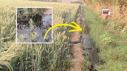 ખેડૂતનો તૈયાર પાક બરબાદ થયો છે. ખેડૂતનો તૈયાર પાક બરબાદ થયો છે.