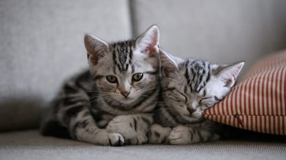 આને કહેવાય અનોખું કામ(Image: Canva)