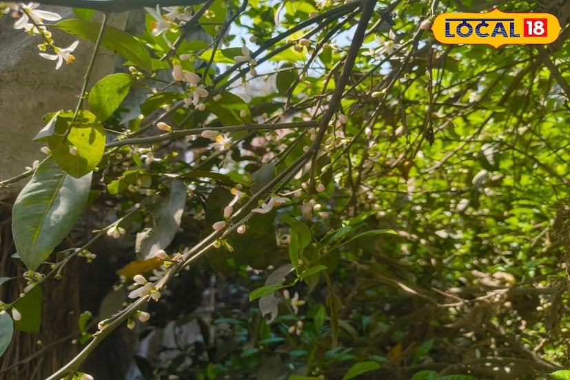 Tips for caring for lemon plants