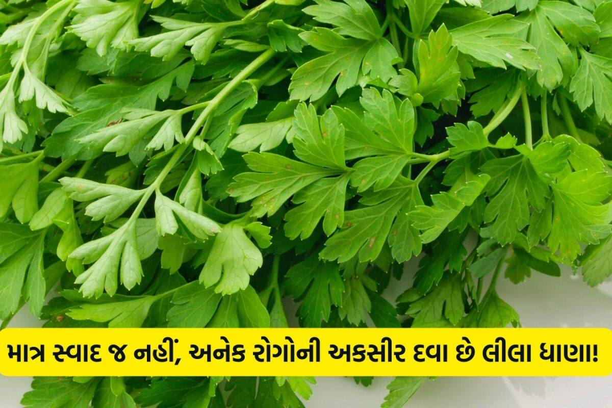 Coriander Benefits: લીલા ધાણા ખાવાથી આ ગંભીર બીમારીઓ થશે દૂર! અદભૂત ફાયદા જાણીને તમે આજથી જ ખાવાનું શરૂ કરી દેશો
