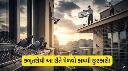 કબૂતરોના ત્રાસથી બચવાનો ઉપાય