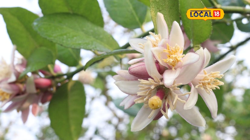 What to do to prevent lemon blossoms What to do to prevent lemon blossoms