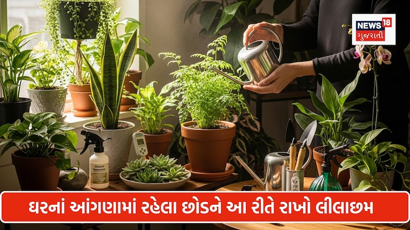 Dont Just Water Your Plants These 3 Simple Gardening Tricks Will Make Your Garden Lush Green in Days