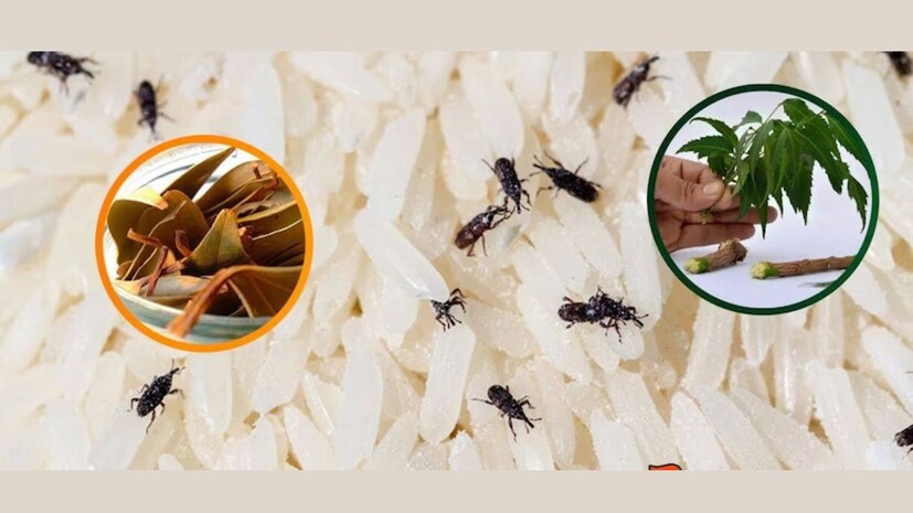 ચોખામાં વારંવાર જીવાત પડી જાય છે? તો આ ટિપ્સથી કરો દૂર!-Rice Storage ...