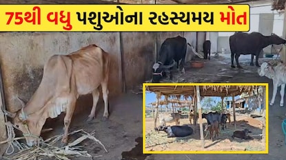 દાહોદ લીમખેડના જેતપુર (દુ) ગામની ઘટના