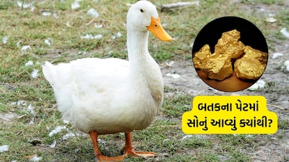 બતકના પેટમાં સોનું આવ્યું ક્યાંથી? (સાંકેતિક તસવીર)