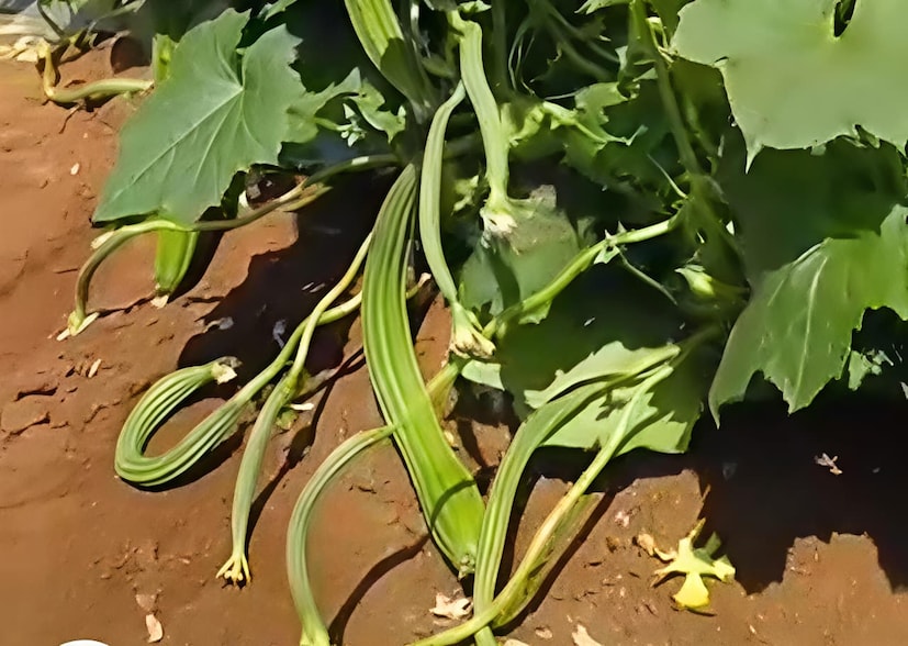 How to cultivate Turiya