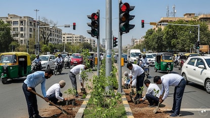 વૃક્ષારોપણ કરવાની સૂચના આપી દેવામાં આવી છે. (તસવીર- AI)