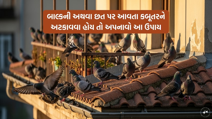  કેટલાક લોકો કબૂતરોને પોતાના ઘરમાં પણ રાખે છે કારણ કે તે ખૂબ જ સુંદર અને માસૂમ પક્ષીઓ છે જે સુંદર પણ લાગે છે. આ ઉપરાંત કબૂતરોની બીજી એક પ્રજાતિ પણ છે, જેને ઘણીવાર જંગલી કબૂતર તરીકે ઓળખવામાં આવે છે, જે ઘણીવાર તડકા અને વરસાદ જેવી સમસ્યાઓથી બચવા માટે સલામત સ્થળો શોધે છે. આ કારણે, તેઓ મોટે ભાગે ઘરની બાલ્કનીઓ, રસ્તાની બાજુની બારીઓ વગેરે પર આવીને બેસે છે. ક્યારેક આ સમસ્યા બની જાય છે. હકીકતમાં, તેમના મળ અને પાંખો ગંદકી ફેલાવવાનું શરૂ કરે છે. લોકો કબૂતરોને ભગાડવા માટે માત્ર જાળી જ લગાવતા નથી, પરંતુ આ ઉપરાંત, તમે કેટલીક ટિપ્સ પણ અનુસરી શકો છો જે કબૂતરોને તમારી બાલ્કનીથી દૂર રાખશે.
