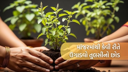 માંજરમાંથી કેવી રીતે ઉગાડવો તુલસીનો છોડ