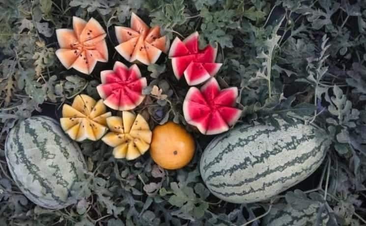 ખેતીમાં નવી ક્રાંતિ: 17 વીઘામાં 5 પ્રકારના તરબૂચ